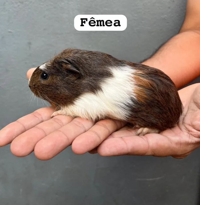  Porquinho da Índia  - Foto 3