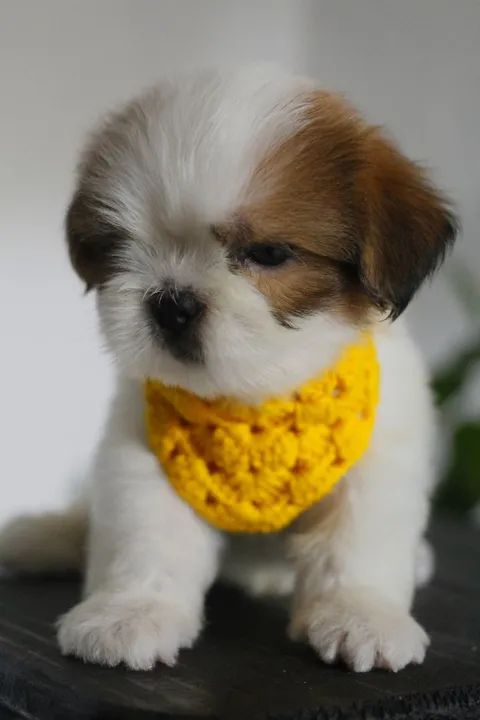 Shihtzu  - Foto 2