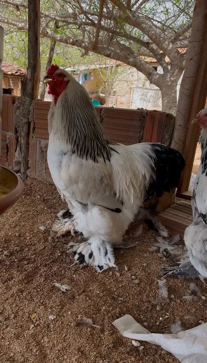 Casal de Galinha brahma light  - Foto 4