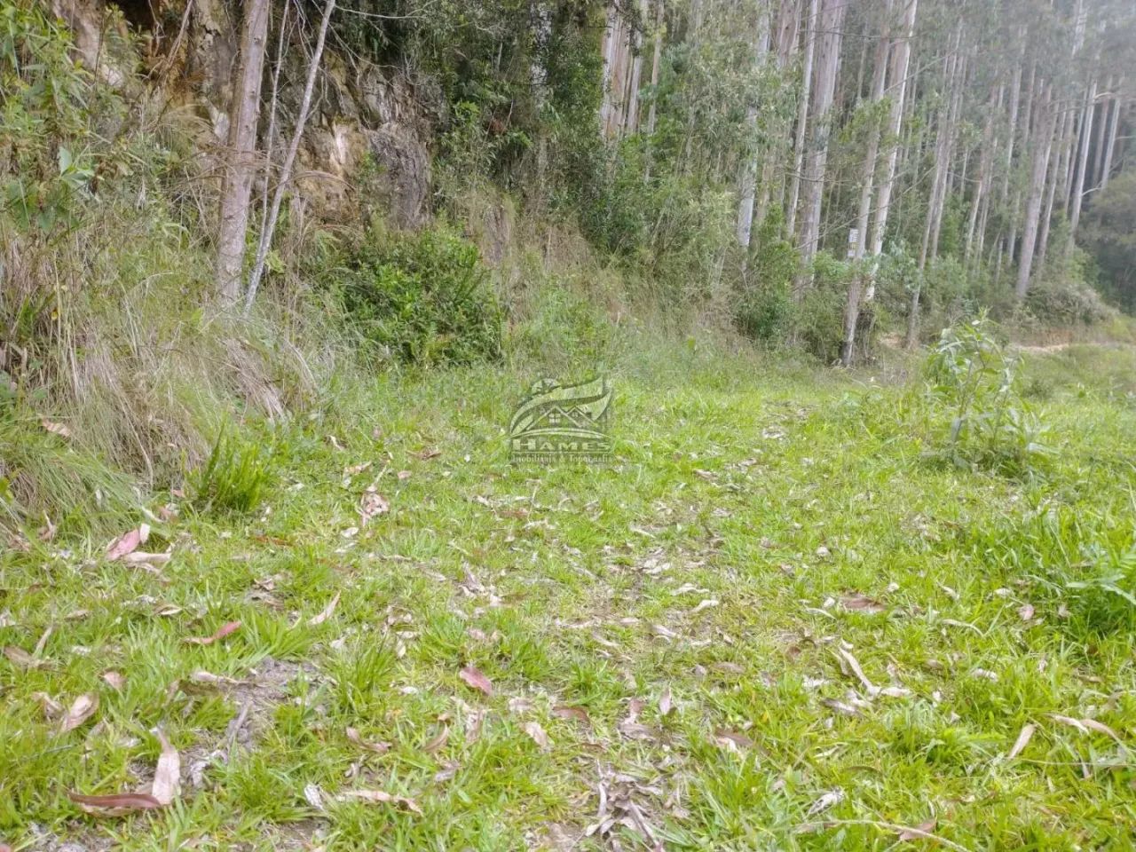 Terreno Rural para Venda em Angelina, TERCEIRA LINHA - Foto 4