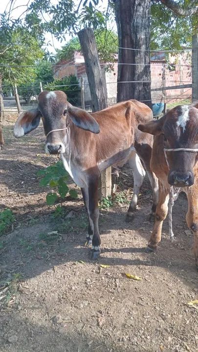 Vendo 2 bezerros - Animais para agropecuária - Recanto das Emas ...
