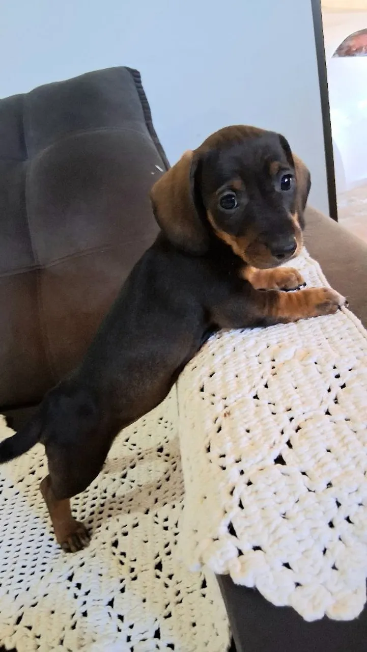 Filhote de Dachshund Fêmea disponível.