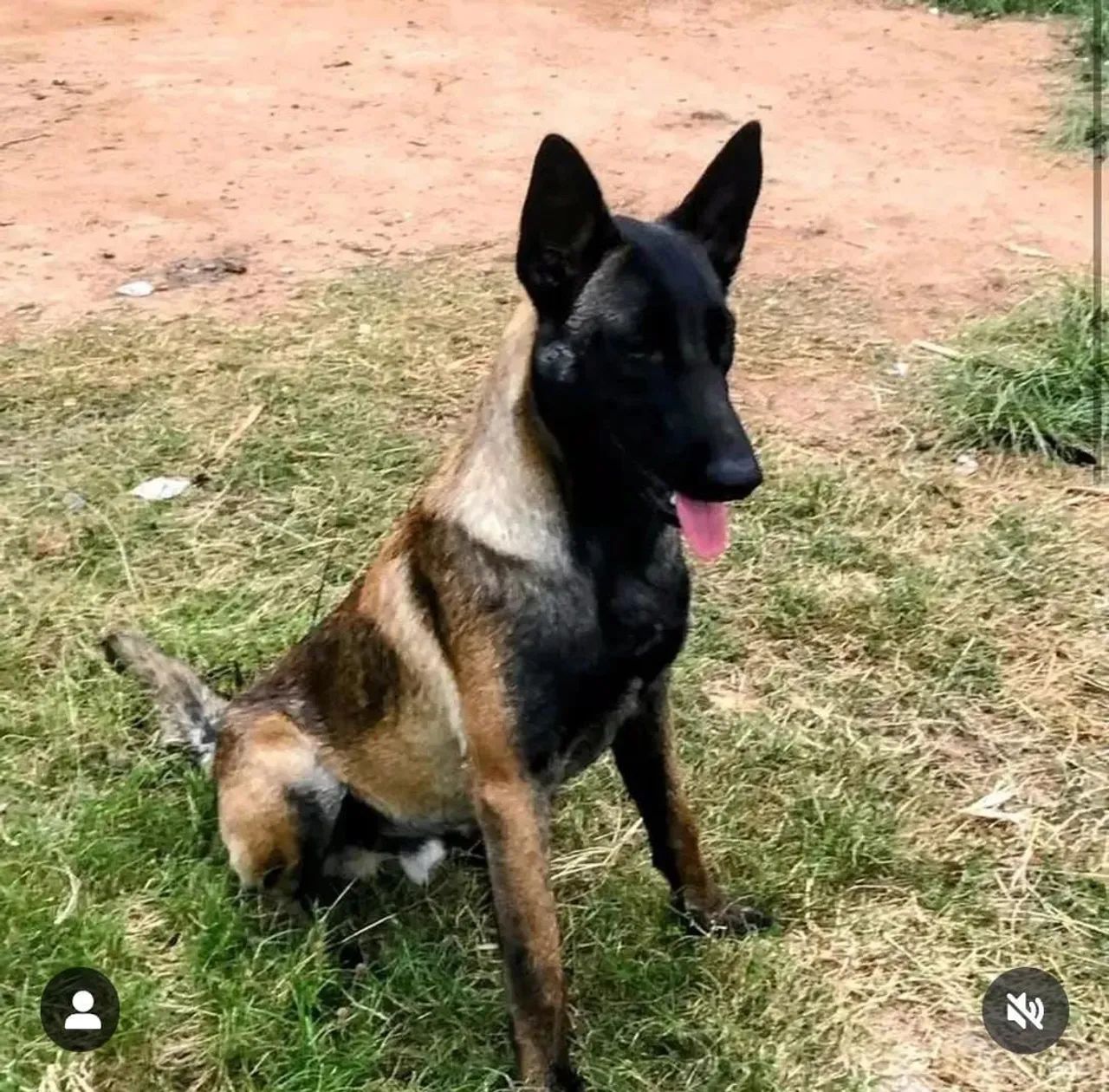 Pastor malinoa filhotes top