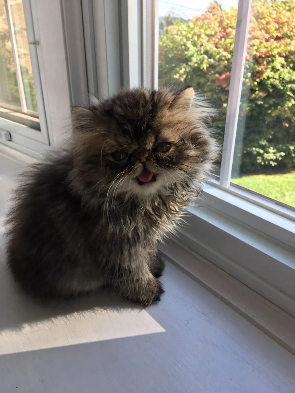 Gatinho Persa Puro - Carinhoso e Elegante