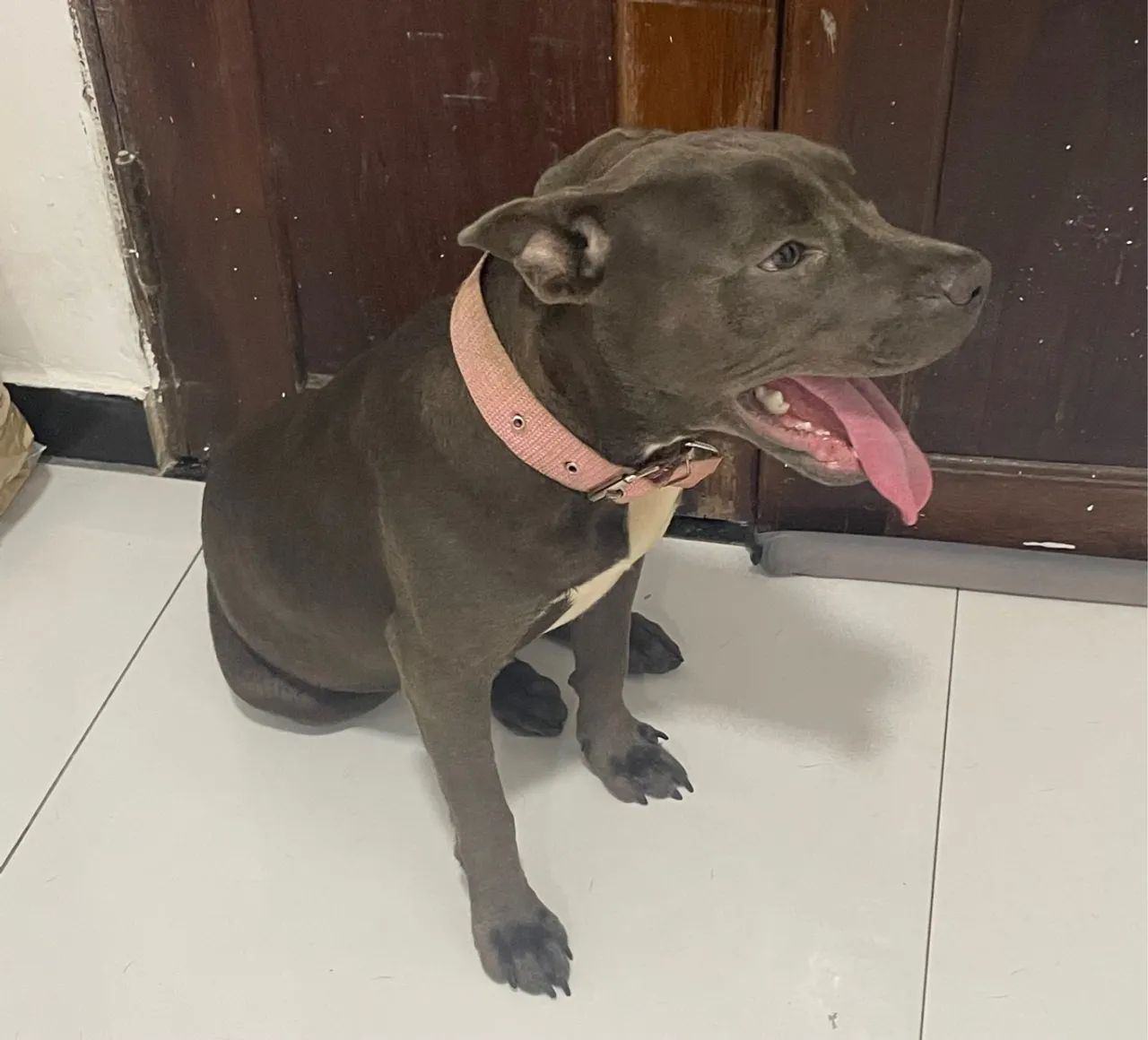 Filhote de American bully / pitbull  - Foto 3
