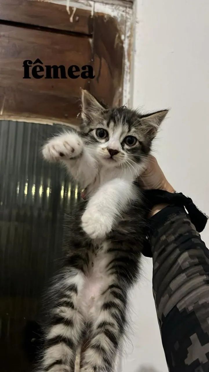 Gatos pra doação  - Foto 4