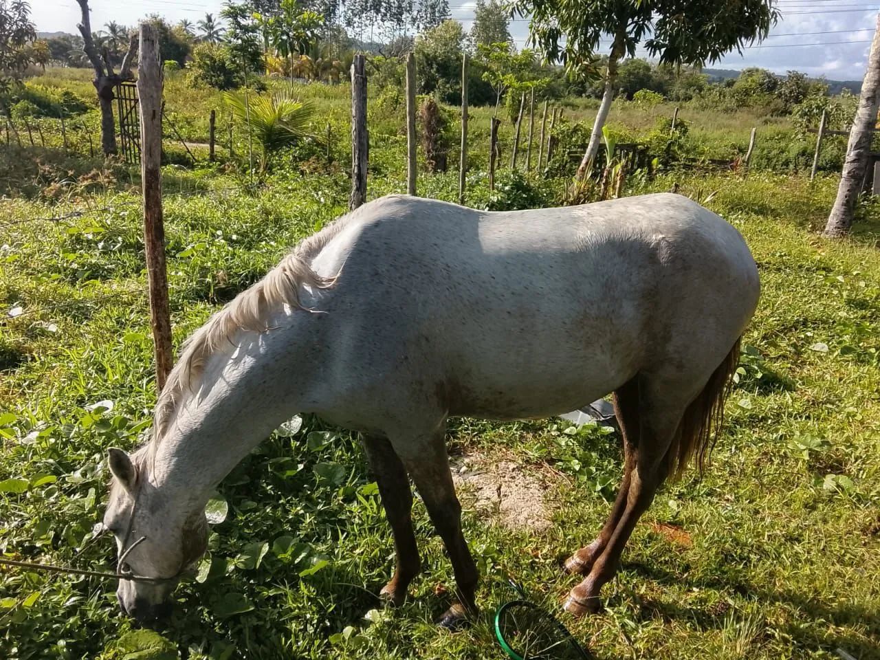 Cavalo troco em som!  - Foto 4