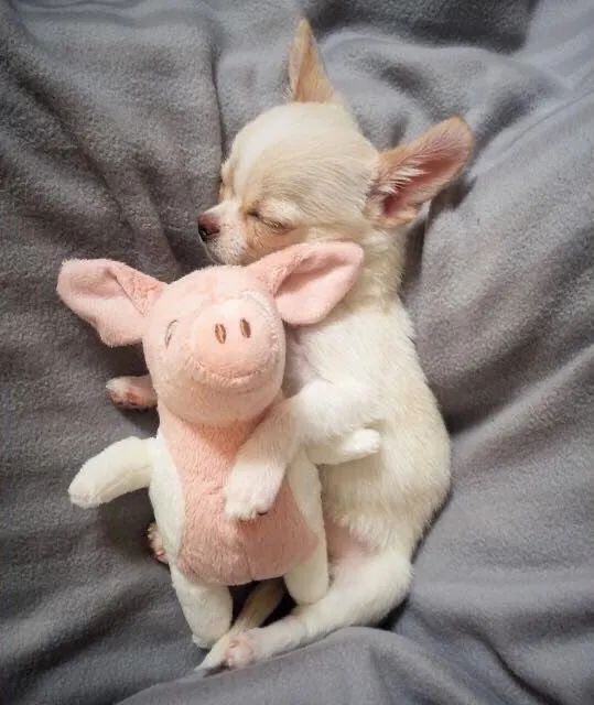 Chihuahua filhote fêmea  - Foto 2