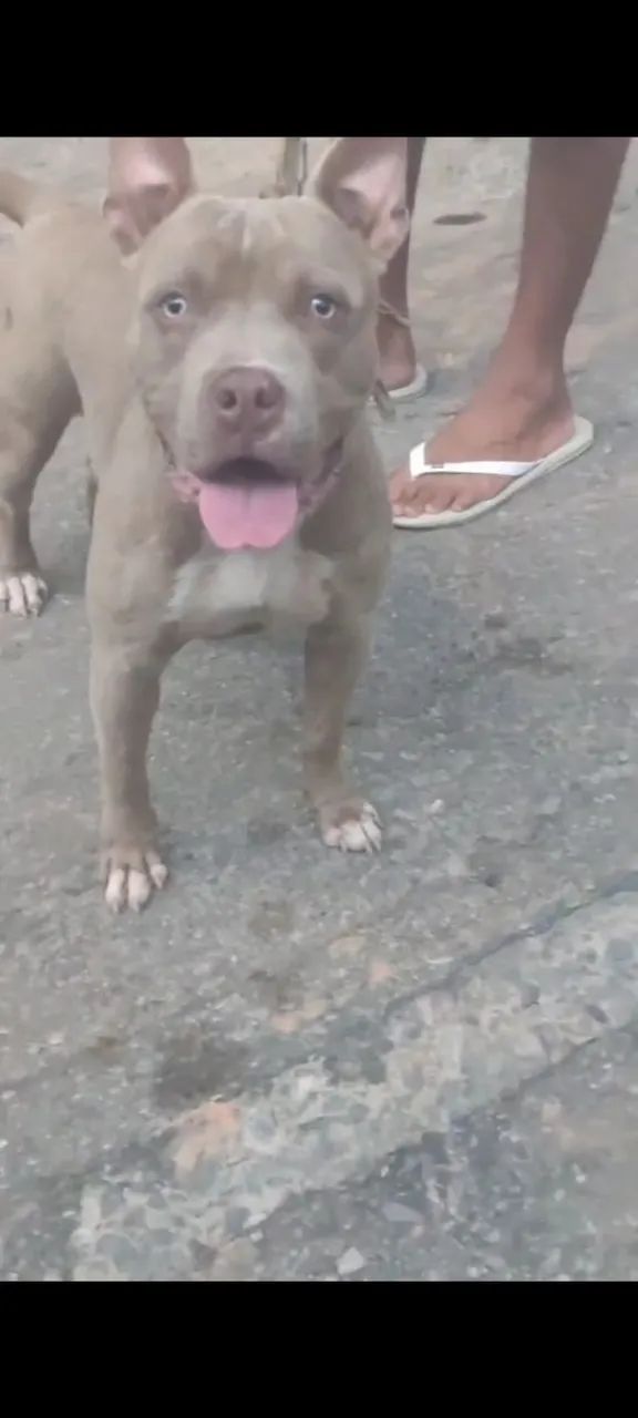 Pitbull 
