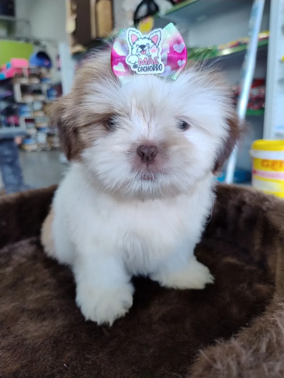 Shih Tzu Fêmea