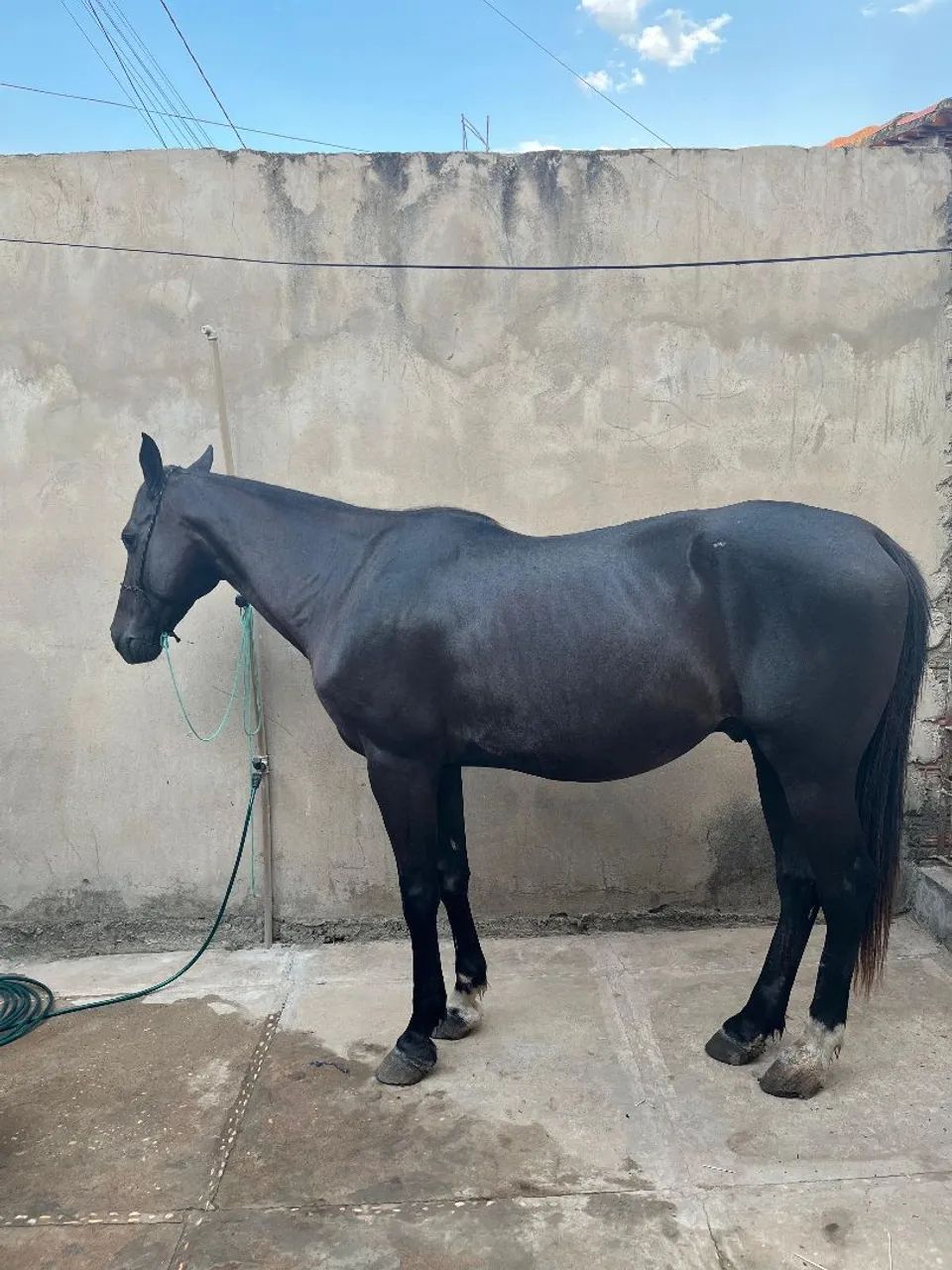 Ótimo cavalo, dócil, rápido e bom de arreio. - Foto 2