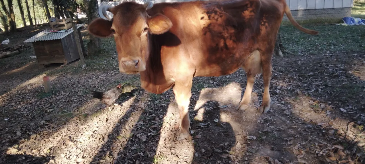 Vaca Marrom