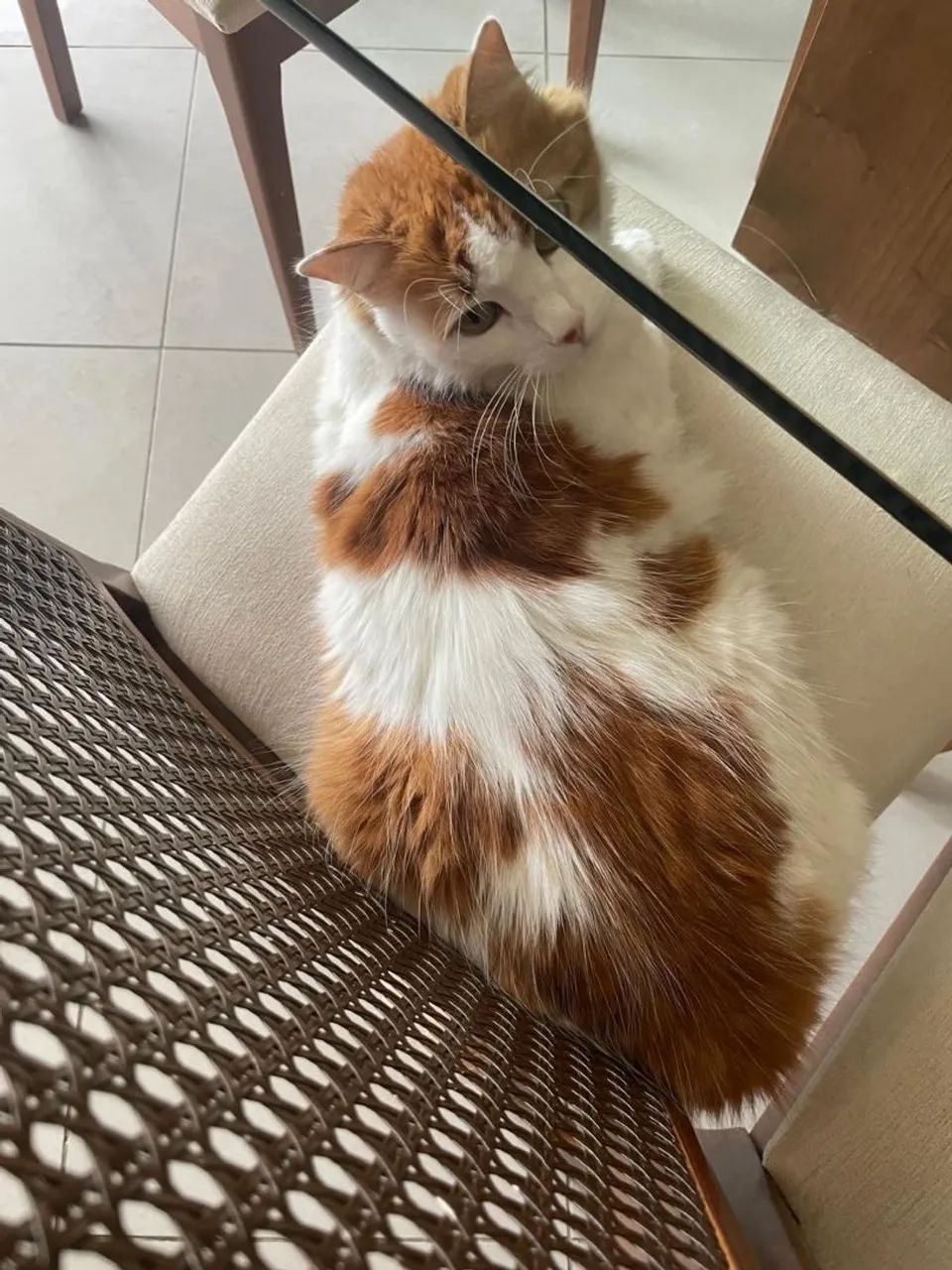 Gata dócil para adoção responsável - Foto 2