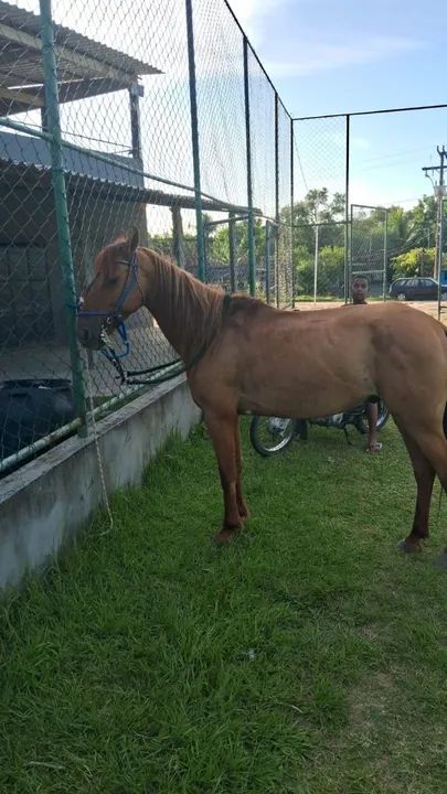 Triumph Tiger 900 - Impecável - Foto 3