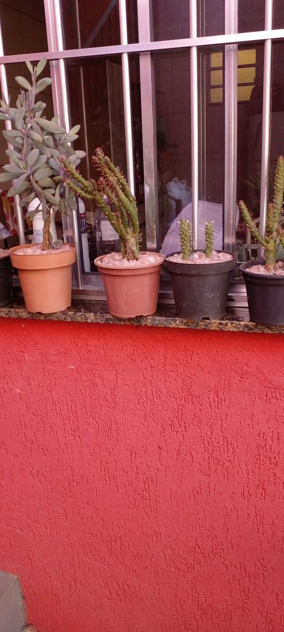 Cactos e Suculentas
