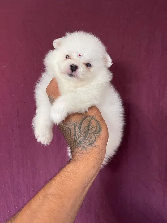 Lulu da pomerania fêmea branca  - Foto 4