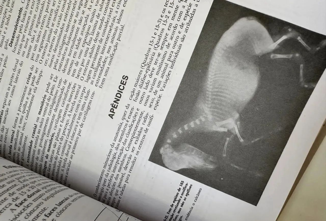 Anatomia dos animais - Foto 2