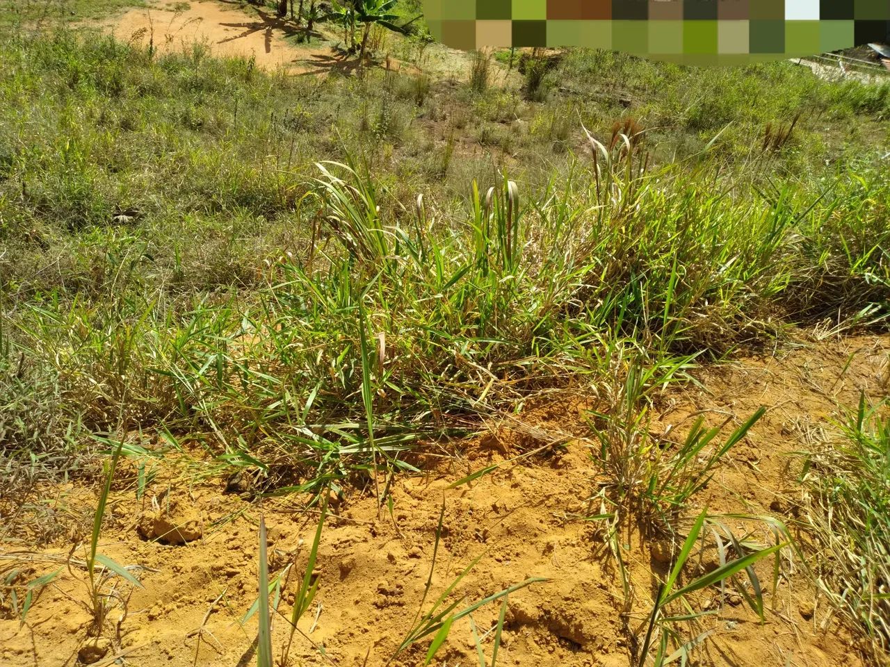 Jardim Salaco  - Foto 4