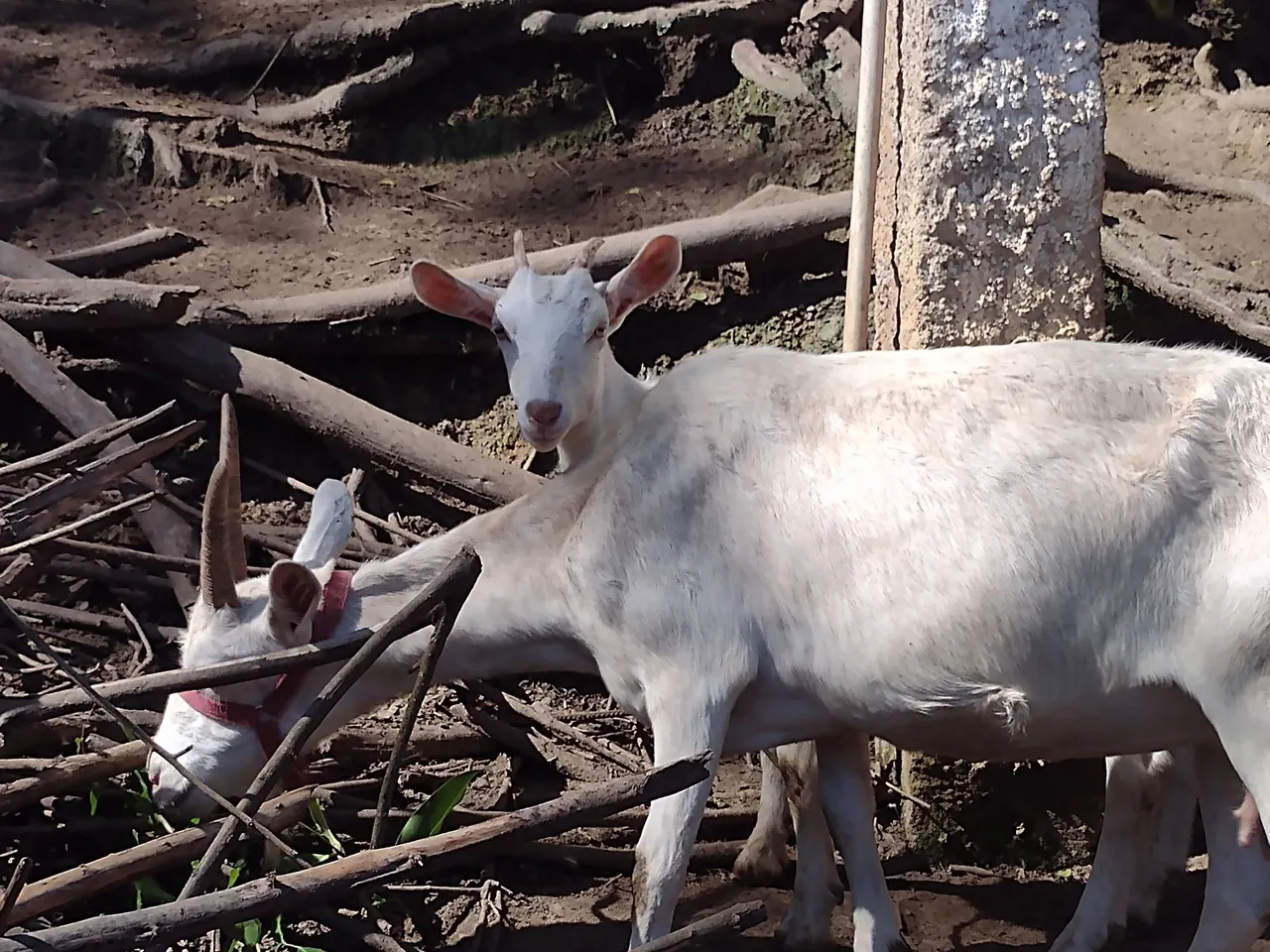 Cabras leiteiras