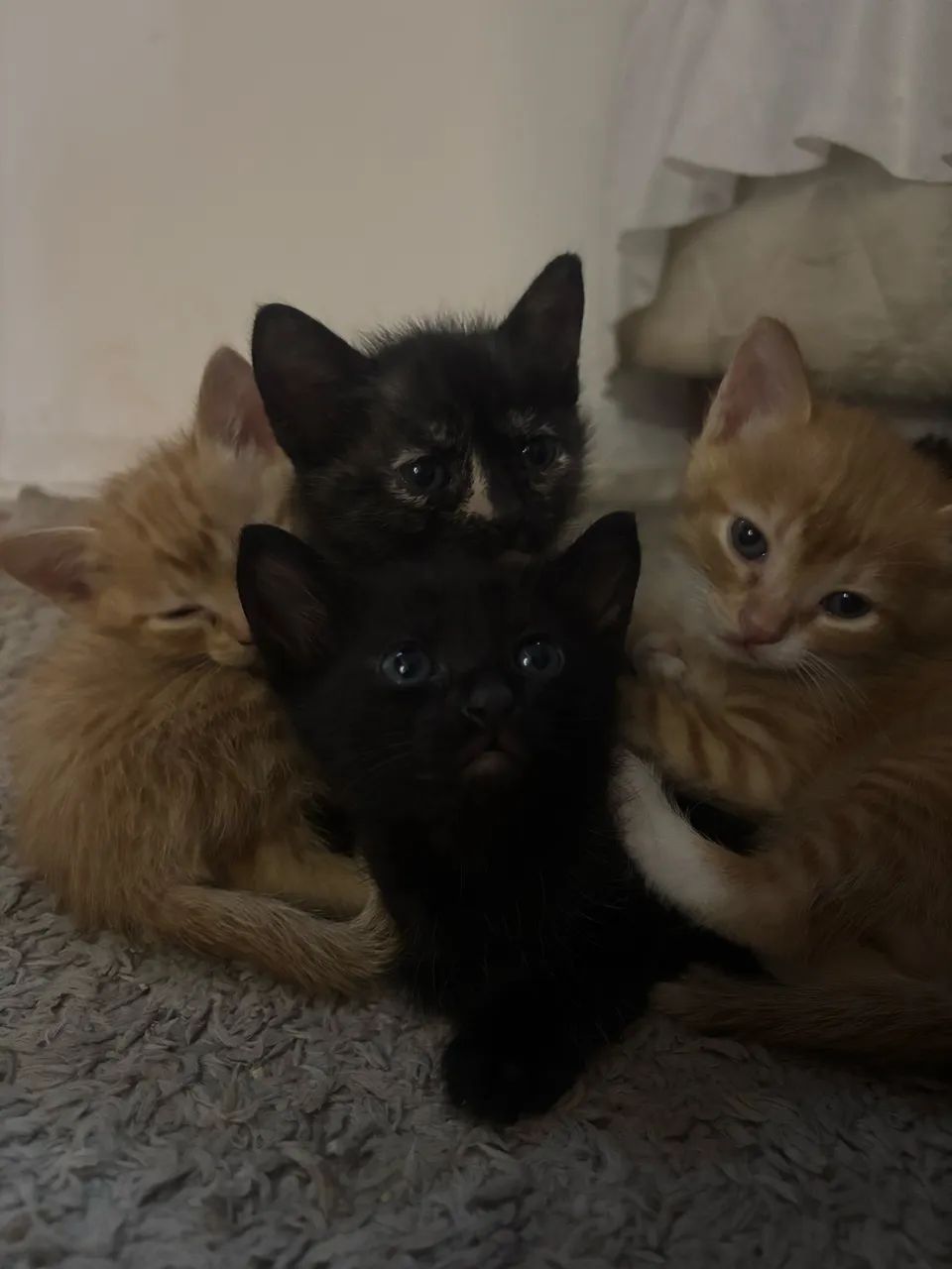 Gatinhos para doação 
