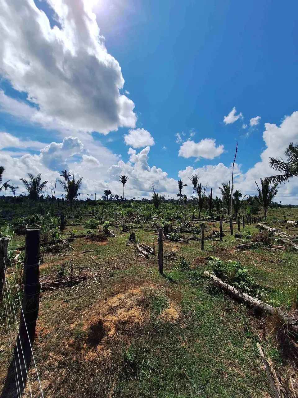 Fazenda pra venda possui 81 hectares em Área Rural de Canutama - Amazonas - AM - Foto 5