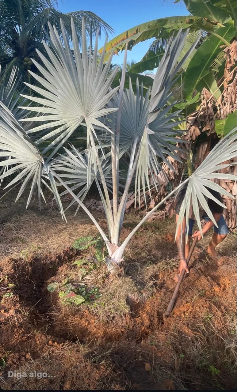Mudas de Palmeira Azul  - Foto 3