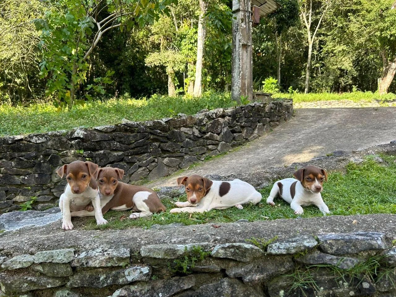 Filhotes de Fox Paulistinha (Terrier Brasileiro) - Foto 3