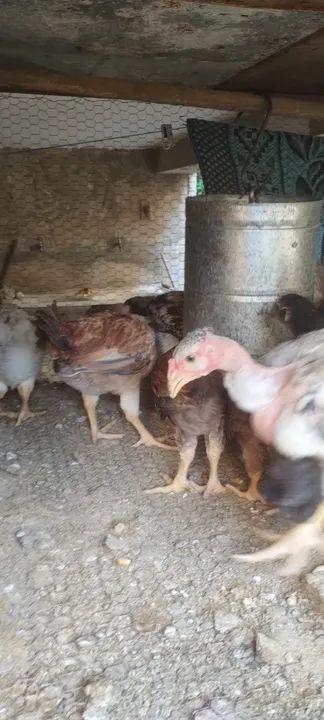 Branquinhos 35 dias - Foto 5