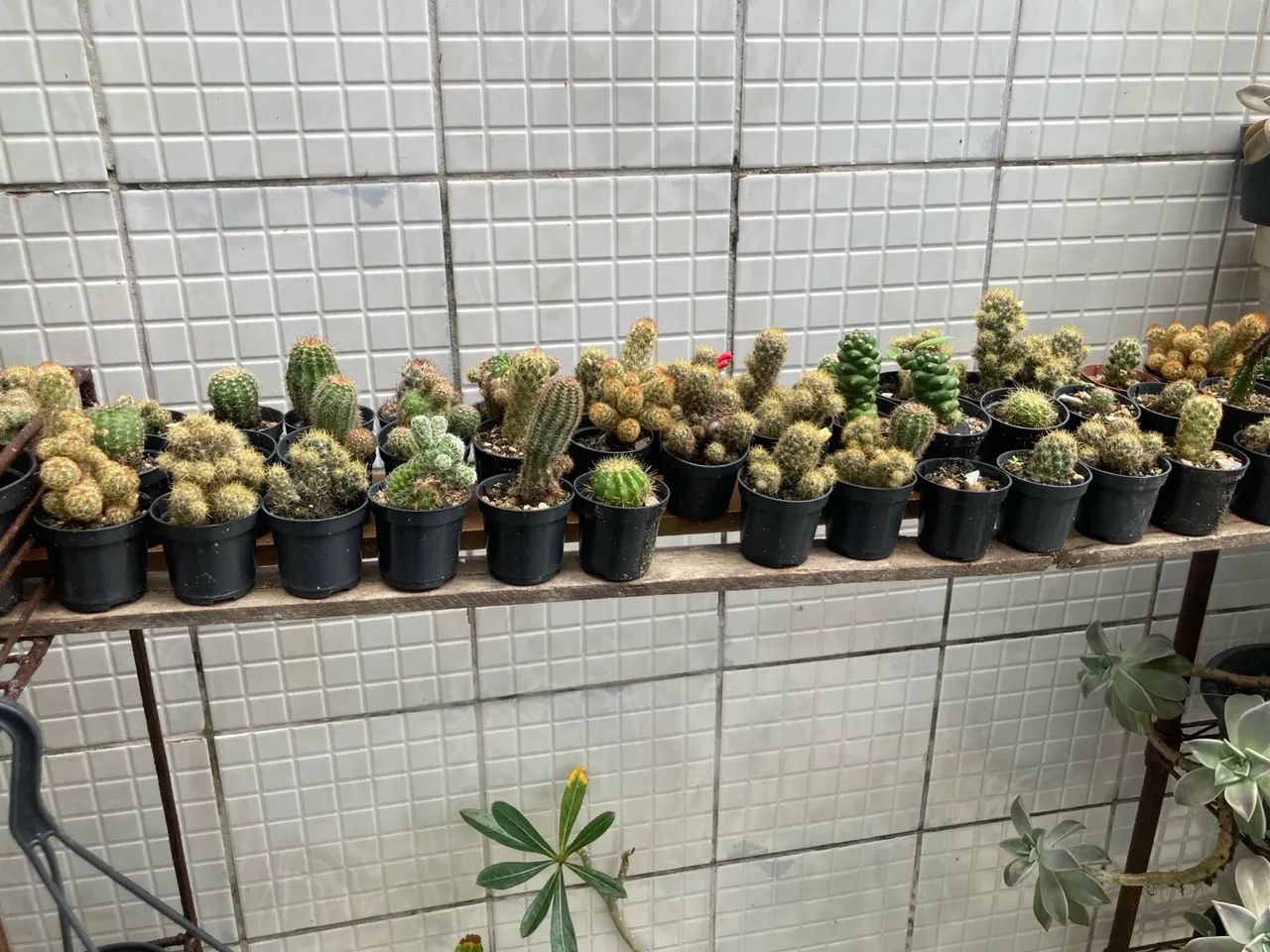Planta pendente exuberante para decoração