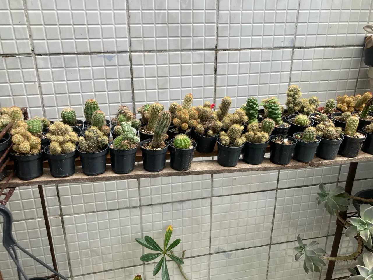 Planta pendente exuberante para decoração
