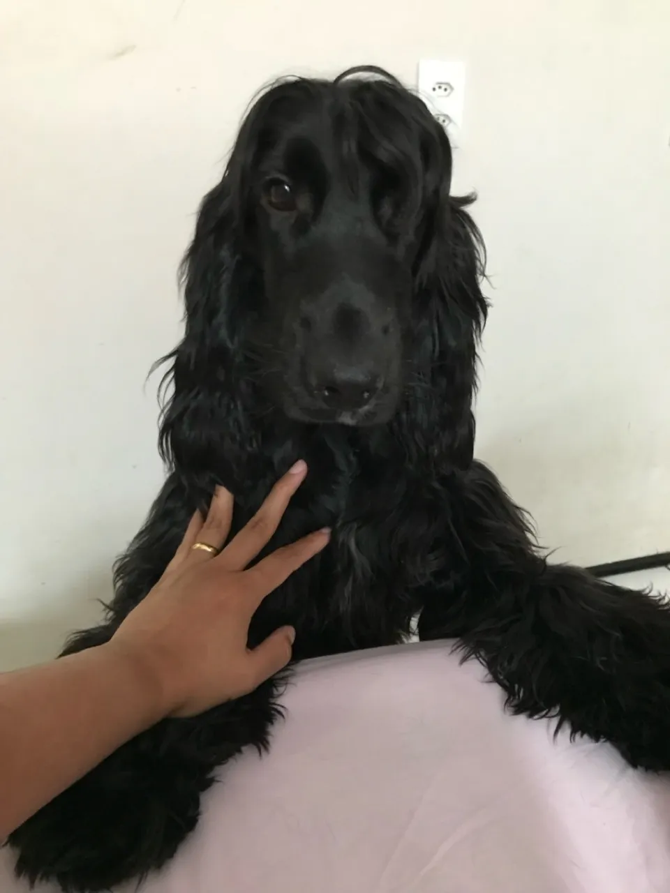 Faço doação de 3 Cockers Spaniel machos