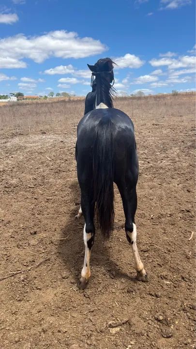 Potra paint horse  - Foto 5