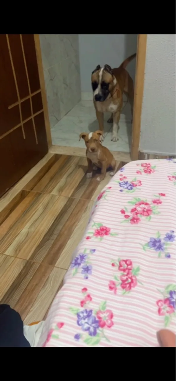 Filhote de Pitbull disponível