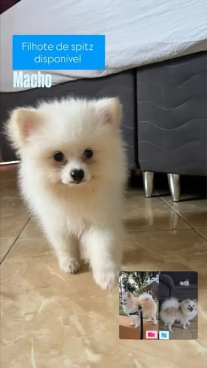 Filhote de Spitz Alemão Macho Disponível!