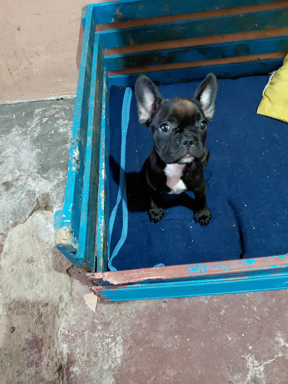 lindos Filhotes de Bulldog Francês