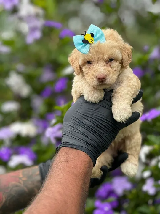 Poodle Toy- Filhotes com saúde perfeita