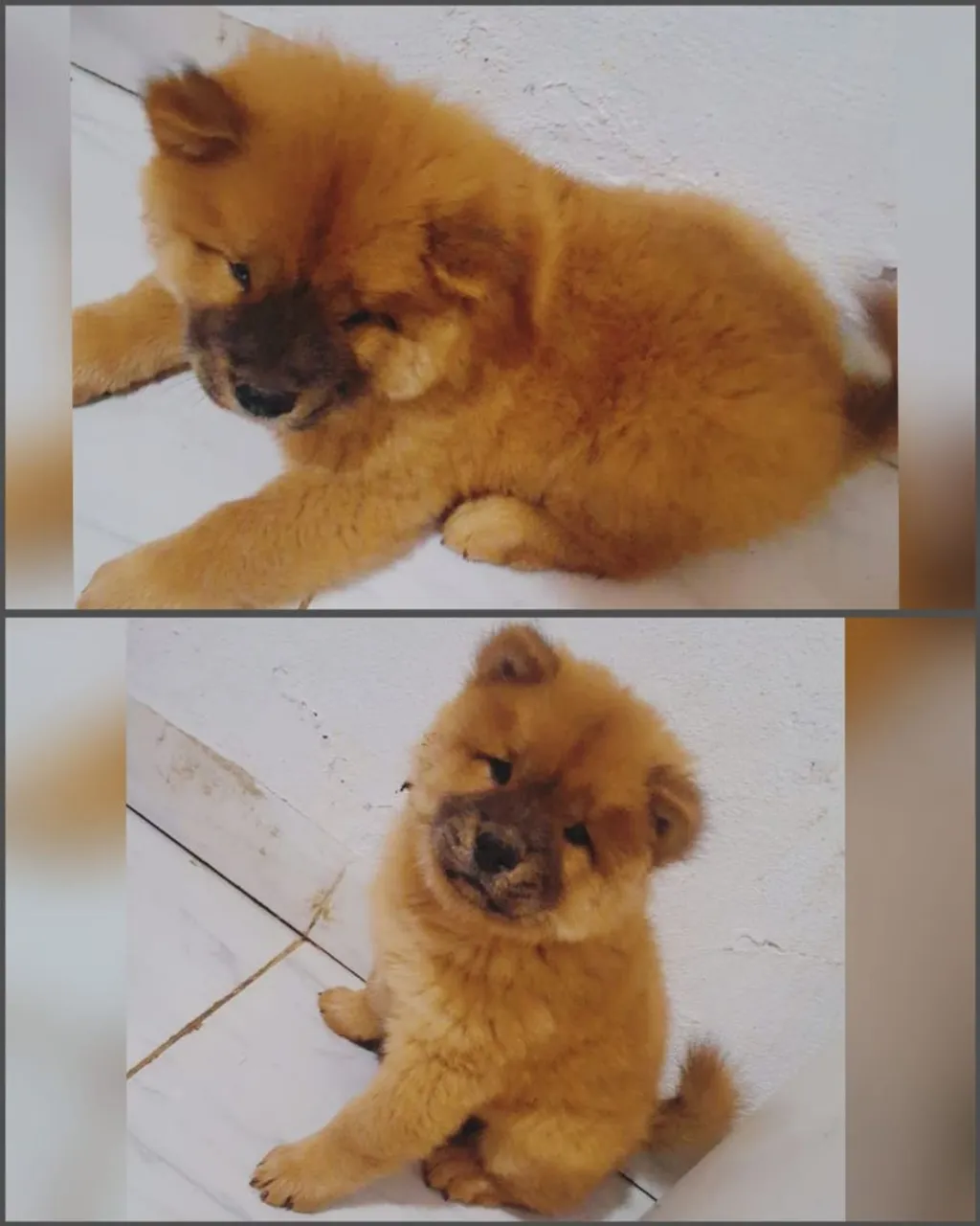 Filhote Chow Chow disponível para adoção!