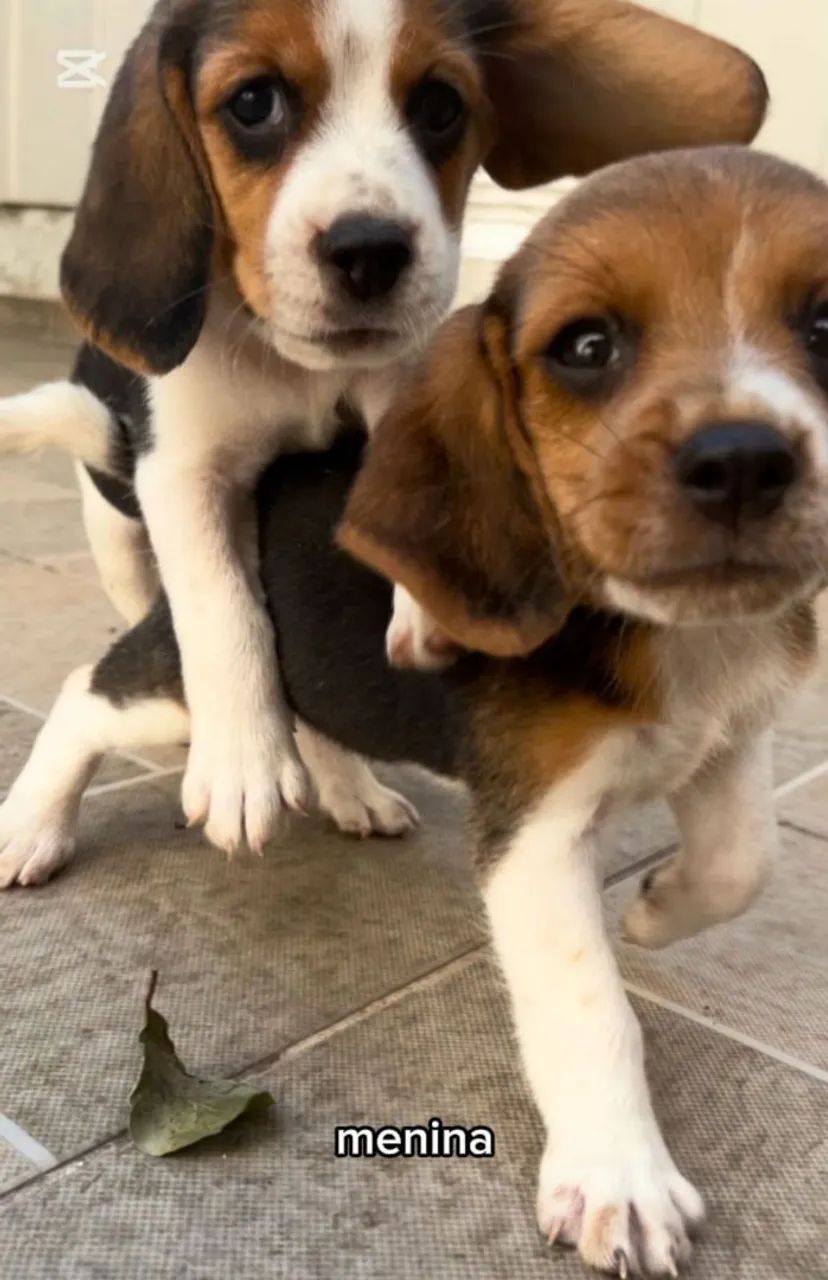 Vendo Beagle Filhotes Nasceram dia 02 de Fevereiro - Foto 4