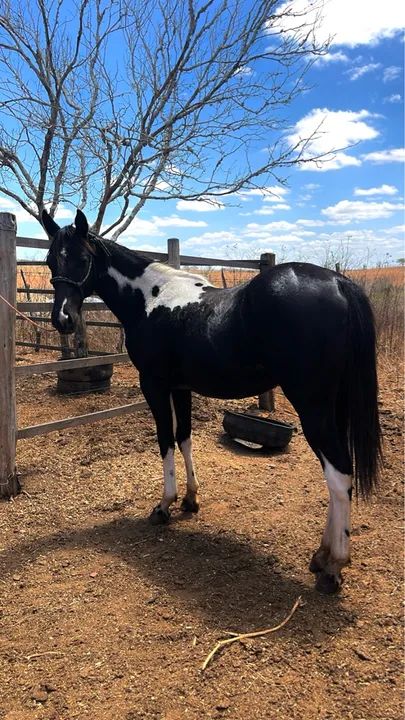 Potra paint horse  - Foto 2