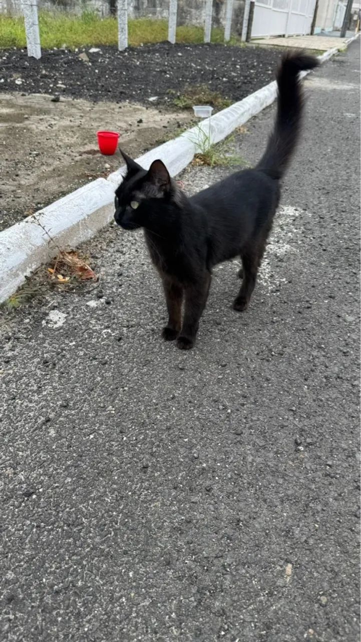 gato preto para adoção  - Foto 2