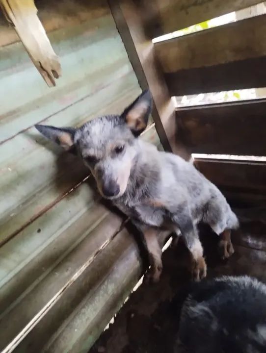 Filhote de bureeler  Australiano - Foto 2