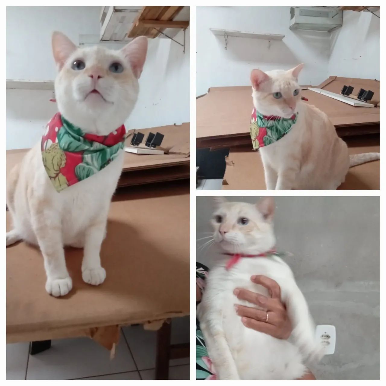 Gatinho persa disponível para adoção