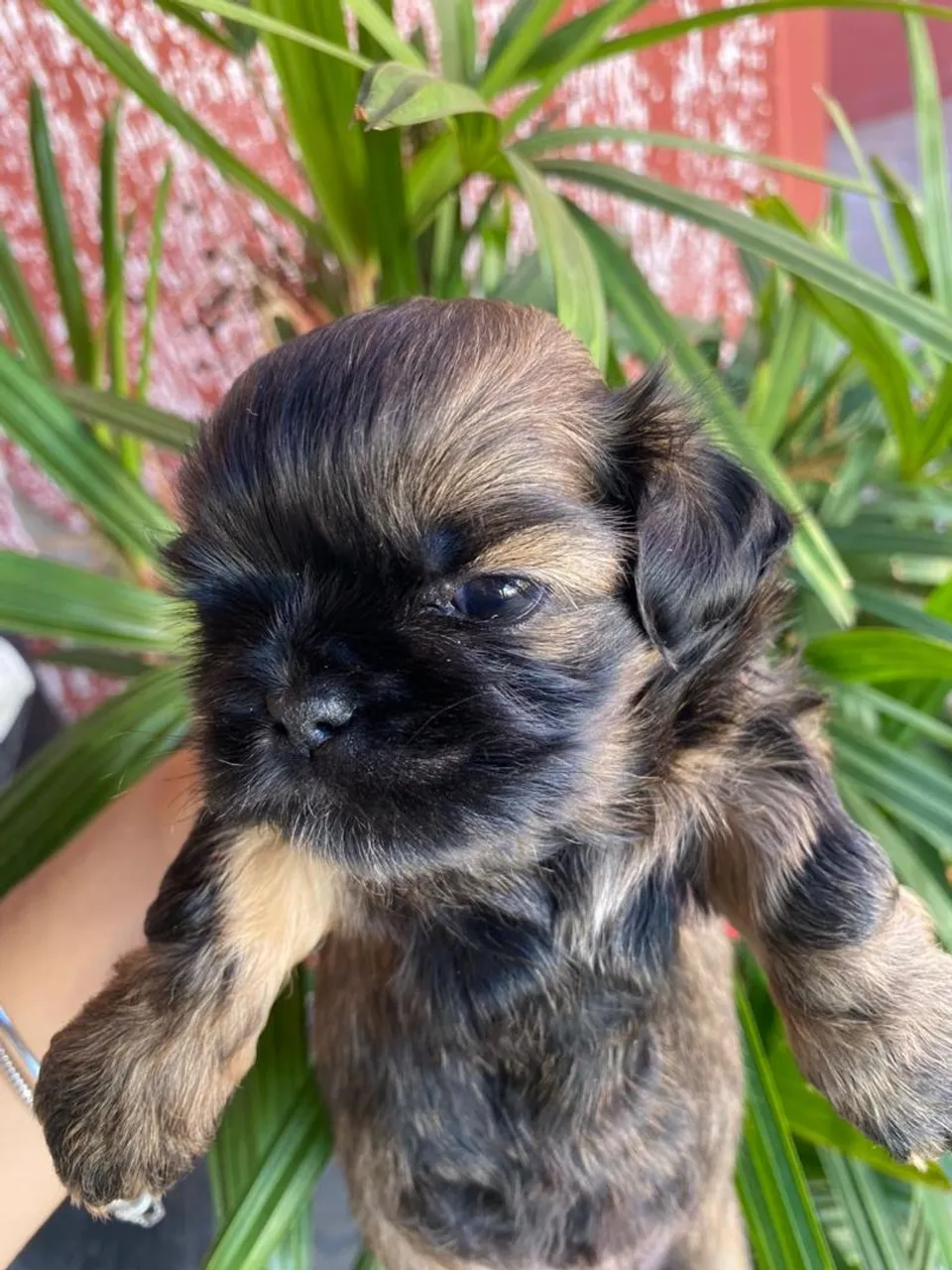 Filhote Shih-Tzu Fêmea