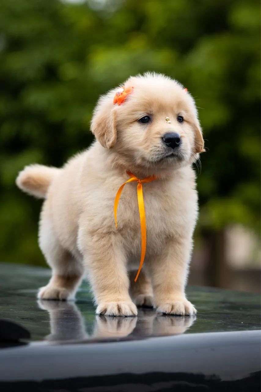 Filhote Golden Retriever 