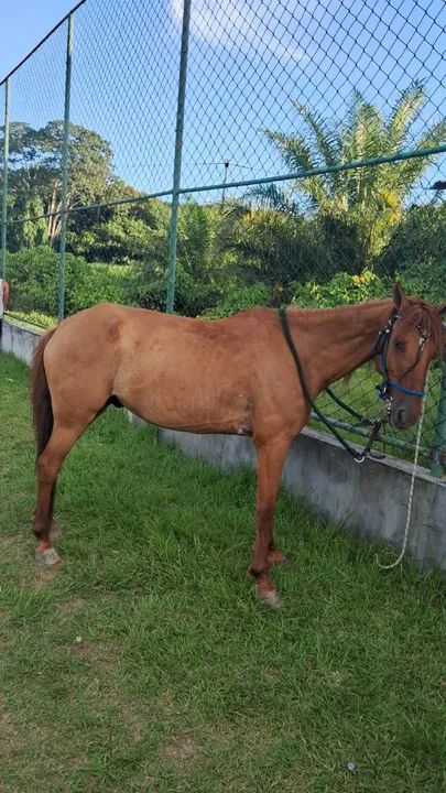 Triumph Tiger 900 - Impecável - Foto 4