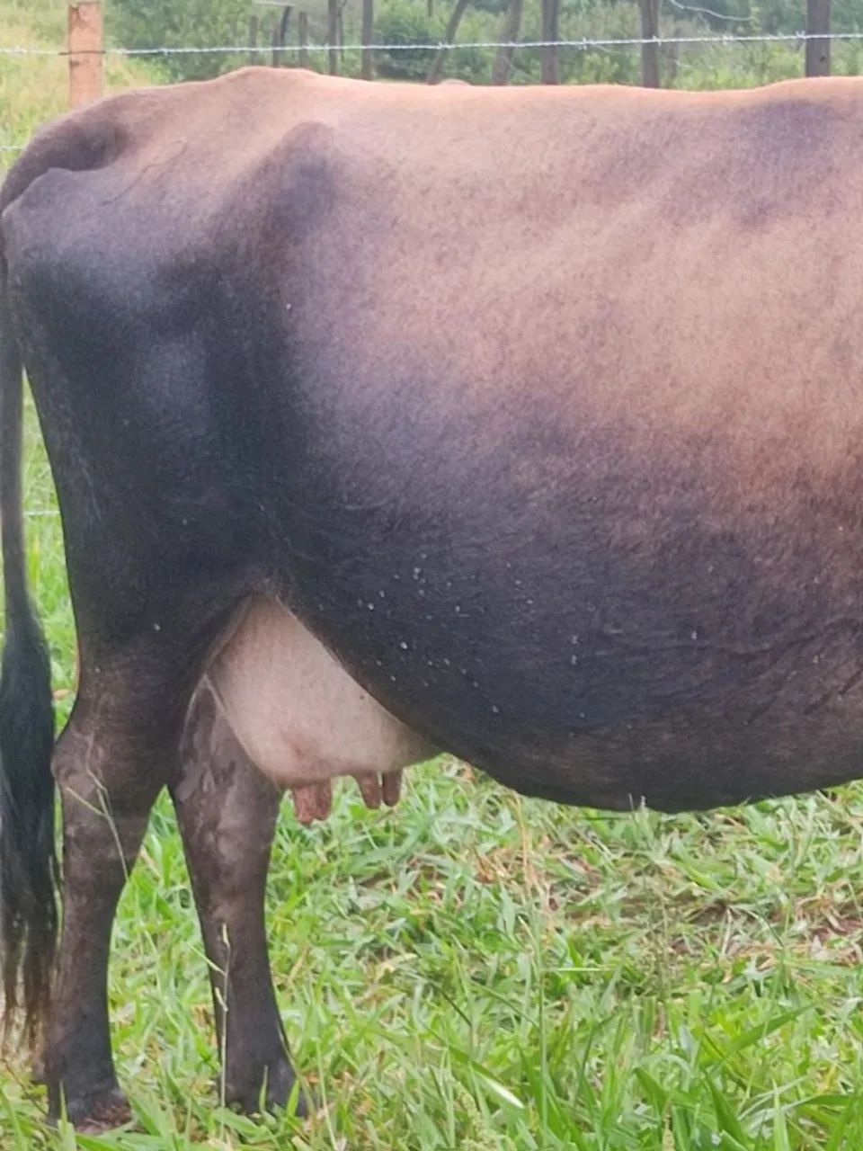 Vendo vaca e novilha Jersey de procedência leiteira. - Foto 2