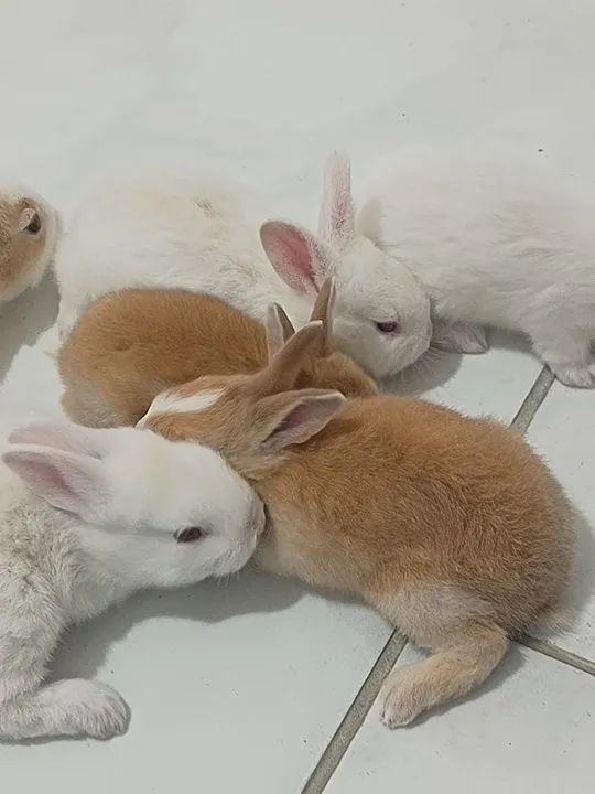 Coelho fofinho para adoção - Foto 4