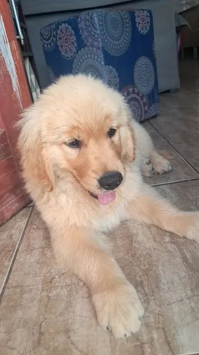 Filhote de Golden Retriever  - Foto 2