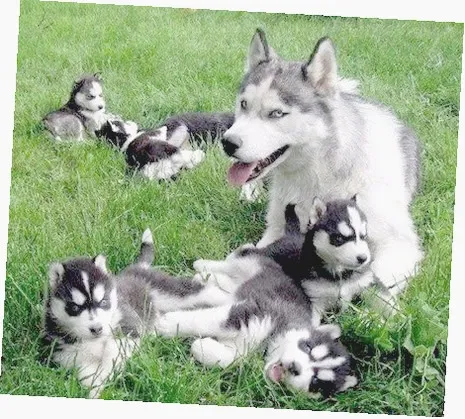 Husky Siberiano Filhotes ideais para família e ótimo convívio