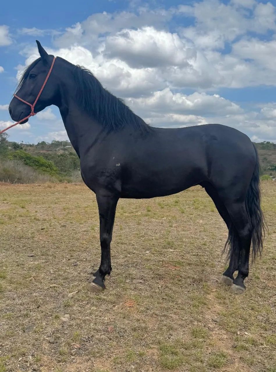 Vendo cavalos e éguas de marcha PICADA alguns em até 30 parcelas a partir dos 10 mil  - Foto 4